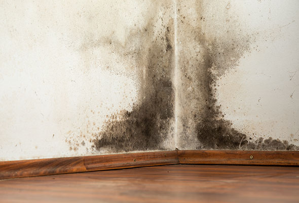 mold removal Washington DC