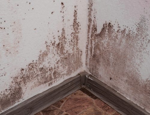 9 Common Types of Mold That Could Be Growing in Your Home