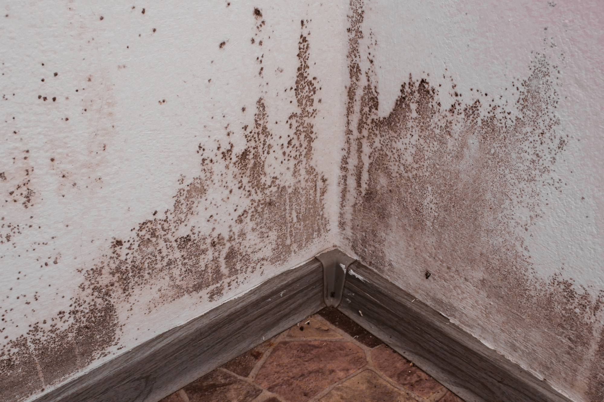 types of mold